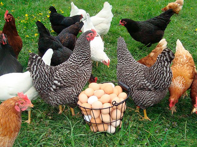 Содержание кур и уход за ними | ЗооТом - продажа, вязка и услуги для животных в Каргополе