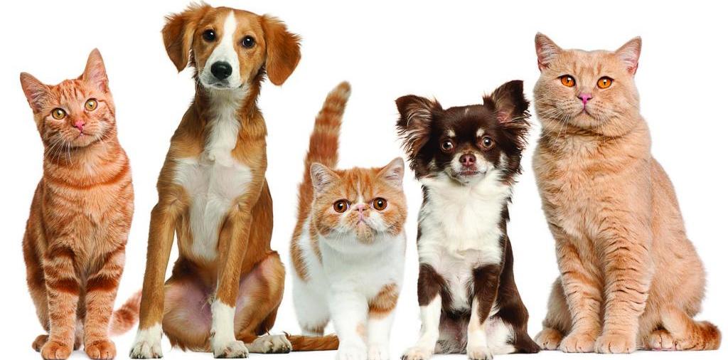 Доска объявлений о животных | ЗооТом - продажа, вязка и услуги для животных в Каргополе