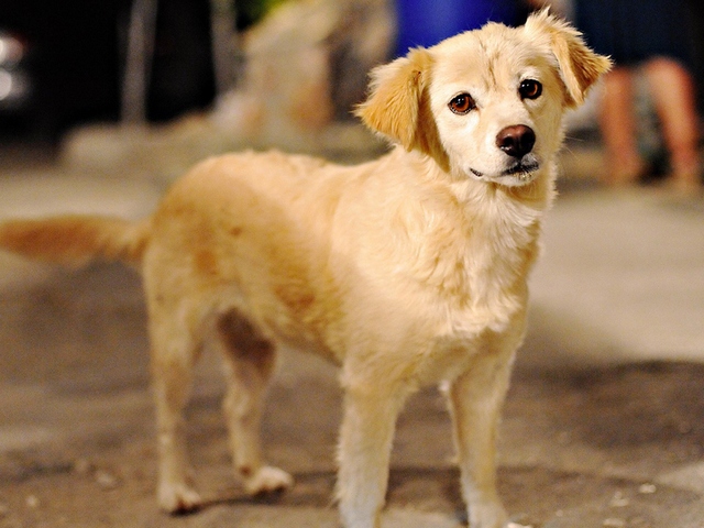 Породы собак в Каргополе | ЗооТом портал о животных