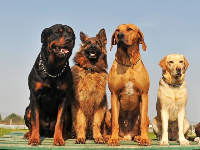 Крупные породы собак в Каргополе | ЗооТом портал о животных
