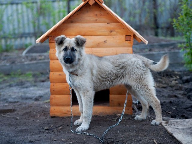 Все о собаках в Каргополе